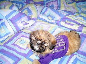 Breeding a Shih Tzu 